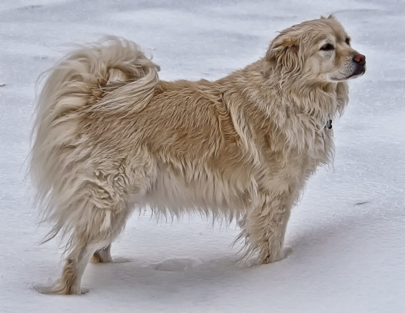 Snow Dog