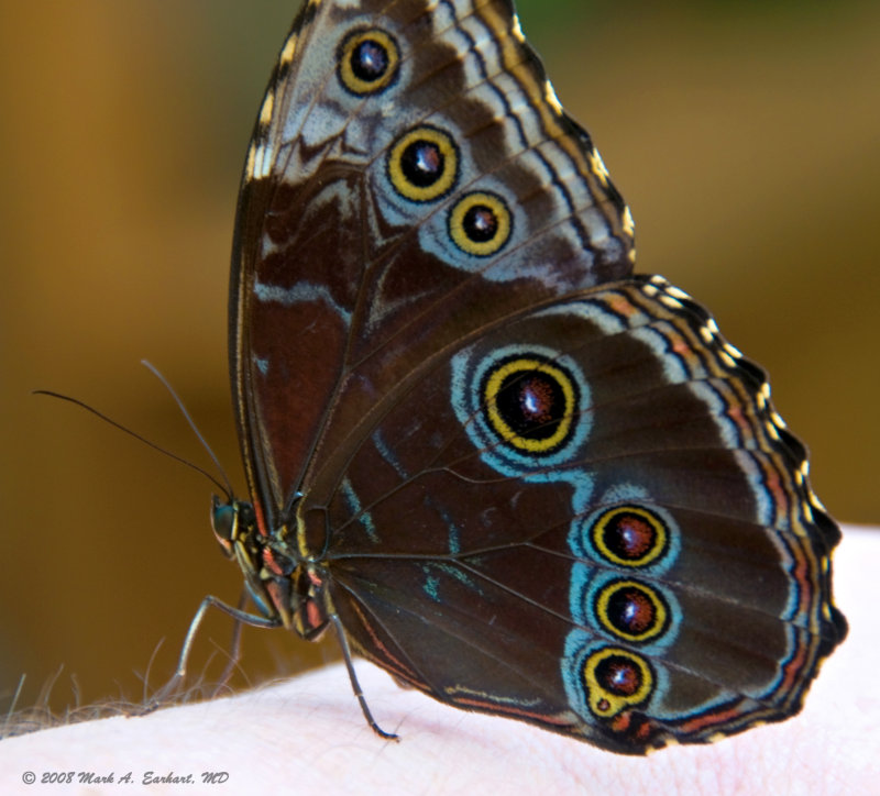 Is That A Butterfly On My Arm?