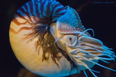 Anatomy Of A Nautilus