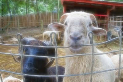 Two Goats and A Fence