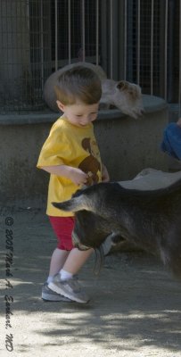 Playing With A Goat