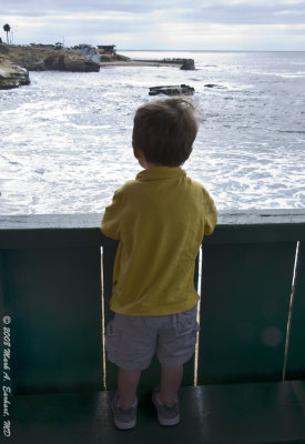 Eli Views The Children's Pool in La Jolla