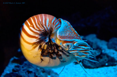 Nautilus In Profile