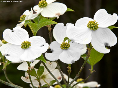 Dogwood Bouquet