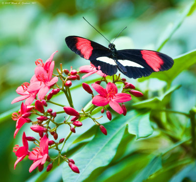 Red and Black and all that