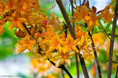 Azalea's Are Wild