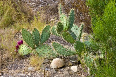 California Cactus