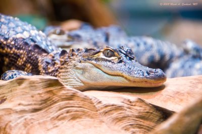 Croc On A Rock