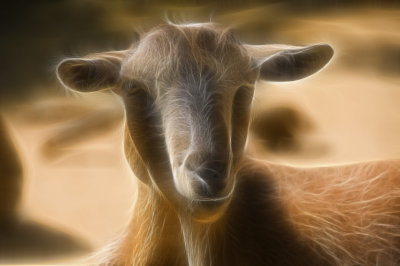 Baaaaaaad Portrait