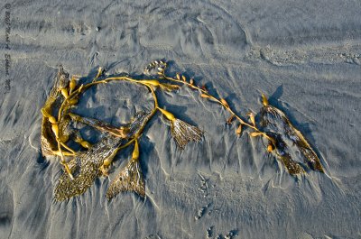 Kelp