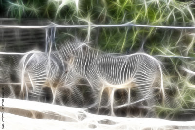 Skeletal Zebras