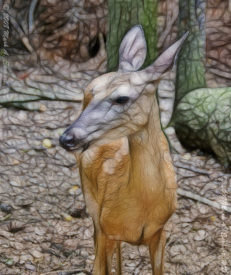 Deer Profile