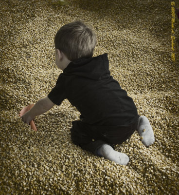 Corn Box 3