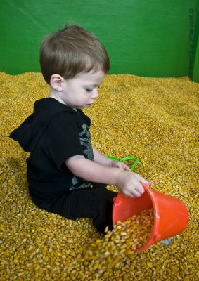 Corn Box 8