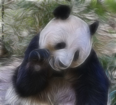 Fuzzy Wuzzy Wuz A Panda