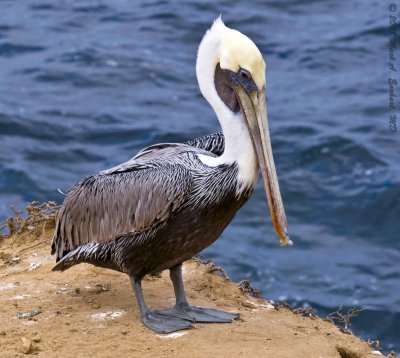 Brown Pelican at La Jolla, California