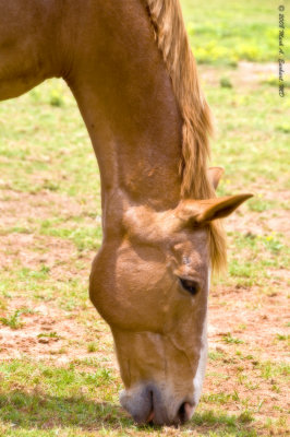 Grazing