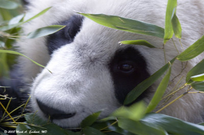 Happy Panda (Original)