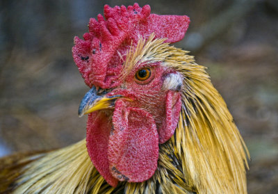 Roger, the Noisy Rooster
