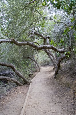 Tunnel Of Trees, Torrey Pines