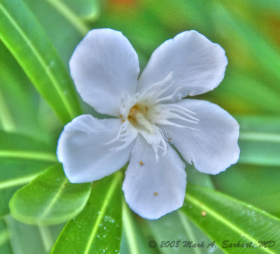 Tropical White