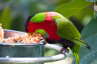 Western Fairy Lorikeet, Take 3