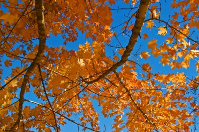 Golden Canopy in a Blue Sky