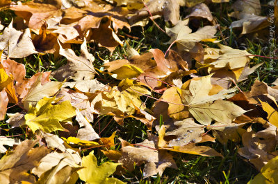 The Leaves That Trees Forgot