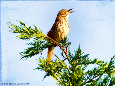 Bird On A Branch