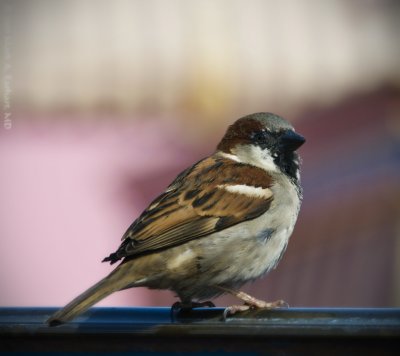 Magic Kingdom Sparrow