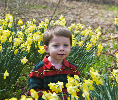 2009 Daffodils 11