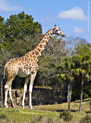 Disney World 175