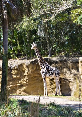 Disney World 176
