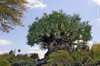 Disney World 181