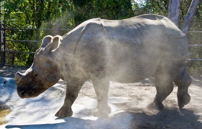 Dusty Rhino