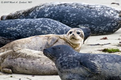 Sleepy Sealion