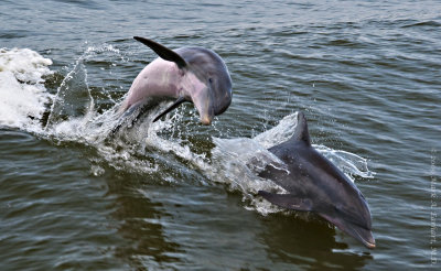 Dolphin Duo