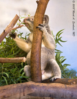 Cuddley Koala
