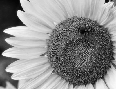 Infrared Sunflower