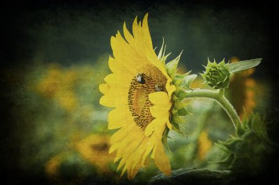Old Fashioned Sunflower