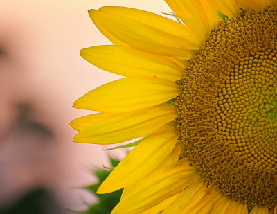 Sunset Semi-Sunflower