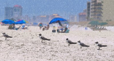 A Sketchy Gang Of Seagulls