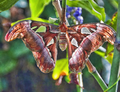 Atlas Moth Monet
