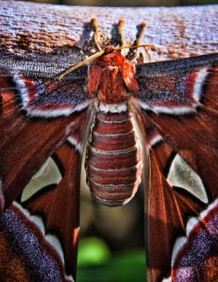 Atlas Moth Torso Detail