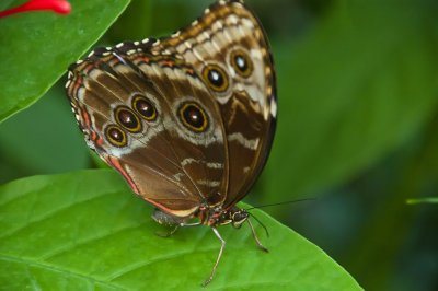 Buckeye on Green Leaf