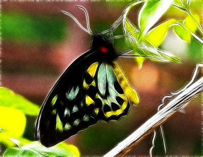 Butterfly Of Many Colors (Fractilus)
