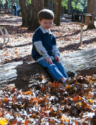 In The Woods 12
