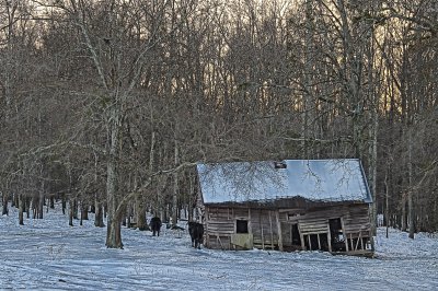 Winter Cows (Color Version)