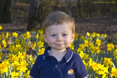 Daffodil Smile