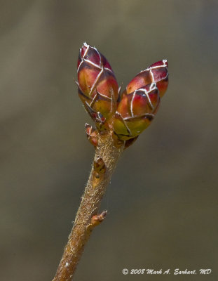 Buds Before The Blooms